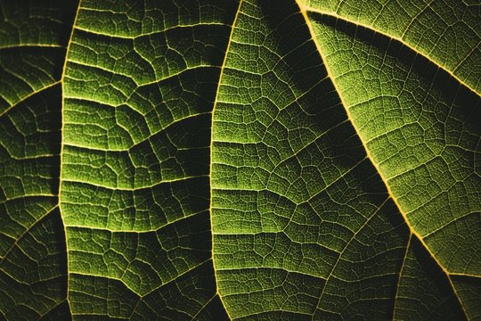 Close up of green leaf