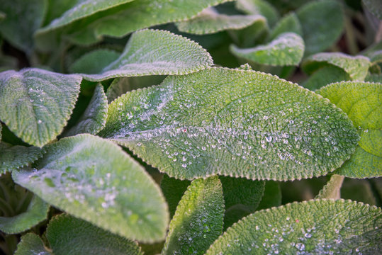 Green leaf plant close-up photography
