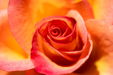 Macro on a beautiful pink and yellow rose.