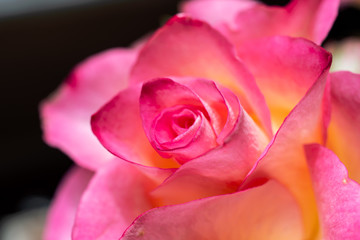 Obraz premium Beautiful pink and yellow rose.