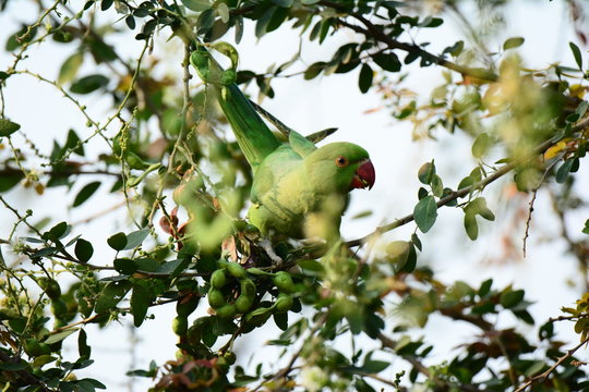 Green parakeet on tree