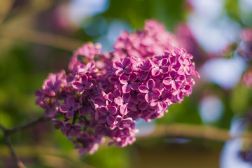 Red lilac flowers on the tree a lot of flowers macro nature tree shrub flora