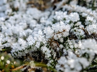 Green plant covered with snow