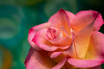 Beautiful pink and yellow rose on colourful background
