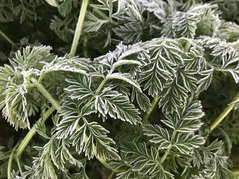 Green plant