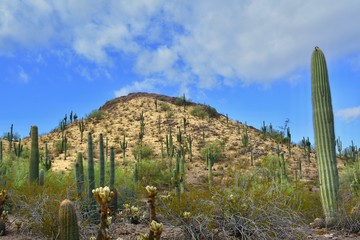 Sonoran Desert Landscape Organ Pipe Saguro Cactus Arizona Sky Mountain