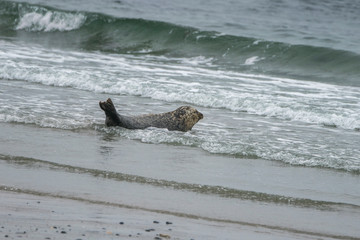 Seal on the beach of the Island Düne in Germany.
