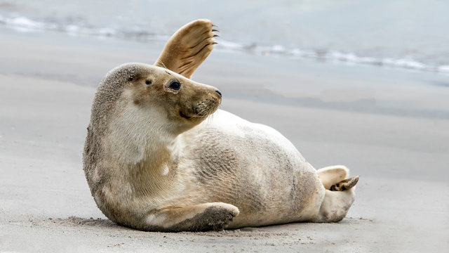 Waving Harbor seal / Common Seal (Phoca vitulina) on the beach of the Island Düne, Helgoland in Germany. Bye bye 2019. Goodbye 2020, Hello 2021.