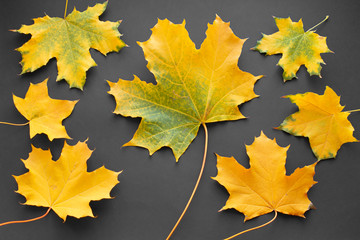 Autumn maple leaves on dark background