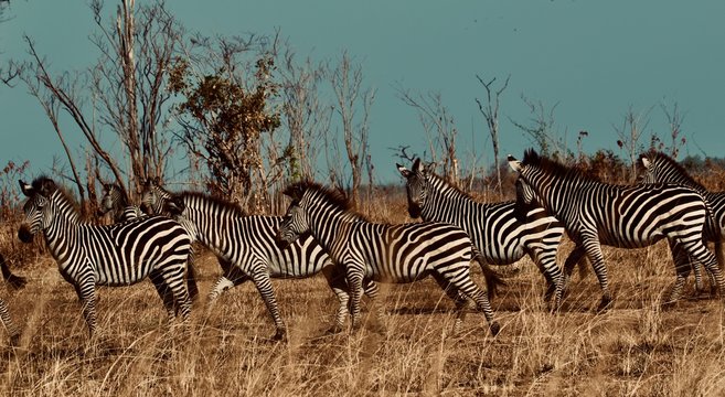 Herd of zebras walking on grassy field