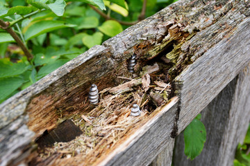 marodes Brückengeländer