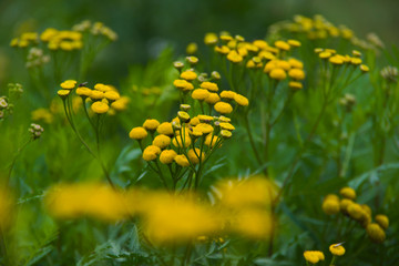 Yellow small flowers with a blurry background with grant yellow and green background on the meadow in summer bokeh, nice nature