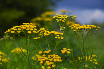 Yellow small flowers with a blurry background with grant yellow and green background on the meadow in summer bokeh, nice nature