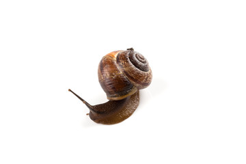Garden snail ,isolated on white