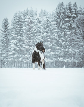 Horse in snow field