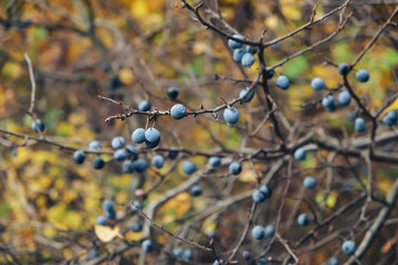  Forest berries in autumn time