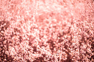 Spring branch of blossoming lilac. turquoise fabric with a nap pleated. Living Coral.