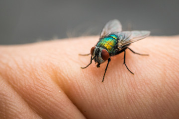 Fliege auf Hand