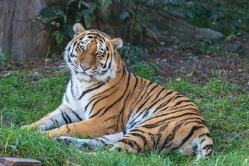 Amur tiger lies and looks forward