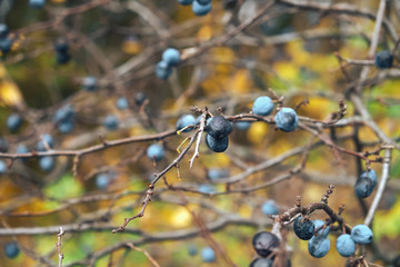  Forest berries in autumn time