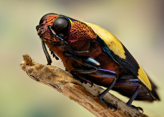 Insect perching on twig
