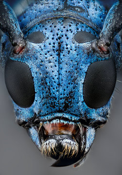 Close up of fly