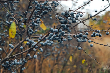  Forest berries in autumn time