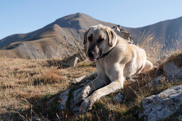 Portrait of a sheepdog in the mountains in France