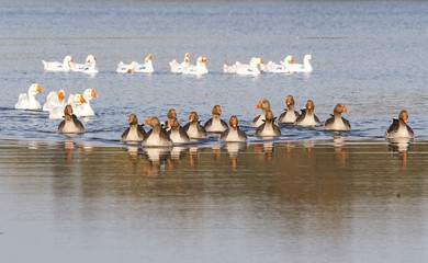 Summer poultry on the lake