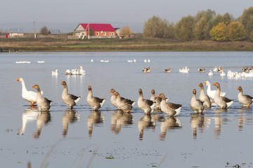 Summer poultry on the lake