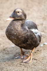 Eider Duck (Eiderente, Somateria mollissima)