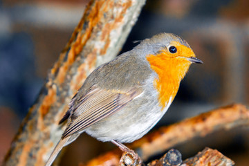 European Robin (Erithacus rubecula)