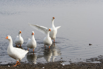 Fototapeta premium Summer poultry on the lake