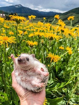 Person holding hedgehog