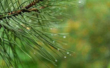 Macro of beautiful long green needles Pinus nigra, Austrian pine or black pine with waterdrops on magic bokeh background. Original texture of natural greenery. Place for your text