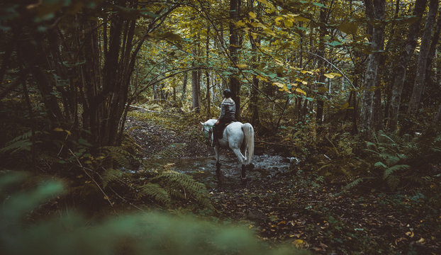 Person riding horse in forest during daytime