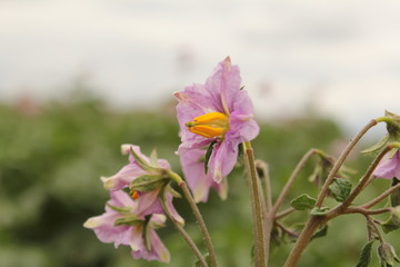 beautiful purple potato flower closeup in the fields in the dutch countryside