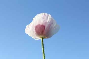 a white poppy closeup and a blue background