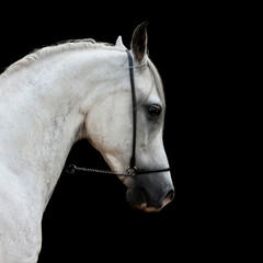 White arabian stallion portrait isolated on black with space for text. Animal in motion.