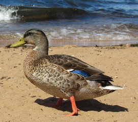 Mallard duck on the beach