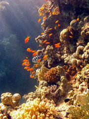 Golden Anthias (Pseudanthias squamipinnis) in the Red Sea