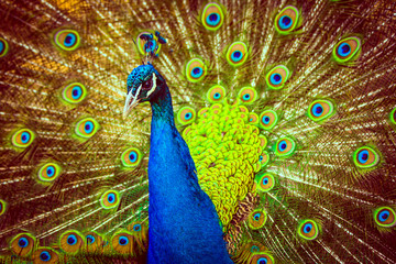 Fototapeta na wymiar Peacock flaunting beautiful tail feather plumage