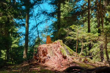 Wood stub