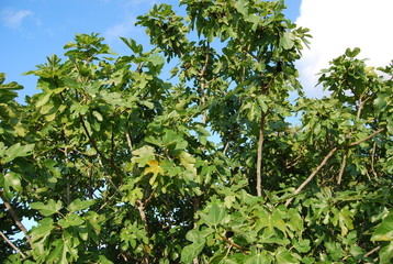 Fototapeta na wymiar Spanish Fig Tree, Organic Fruit