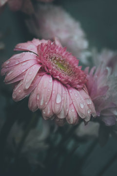 Pink petaled flower