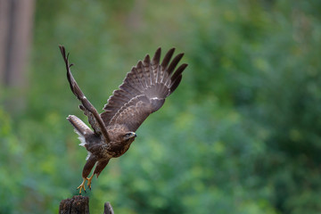 Common buzzard, buteo buteo, flying  in the forest in the Netherlands
