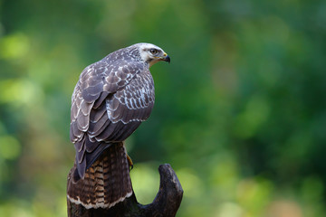 Common buzzard, buteo buteo, sitting on a branch  in the forest in the Netherlands