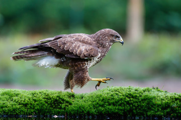 Common buzzard, buteo buteo, walking at a pond on a branch  in the forest in the Netherlands