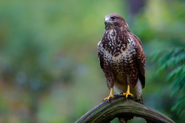 Common buzzard, buteo buteo, sitting on a branch  in the forest in the Netherlands
