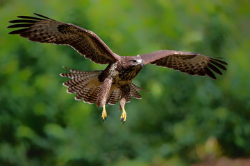 Common buzzard, buteo buteo, flying  in the forest in the Netherlands